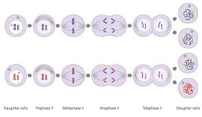 <p>Prophase I, Metaphase I, Anaphase I, Telophase I, Prophase II, Metaphase II, Anaphase II, Telophase II (cytokinesis). </p>