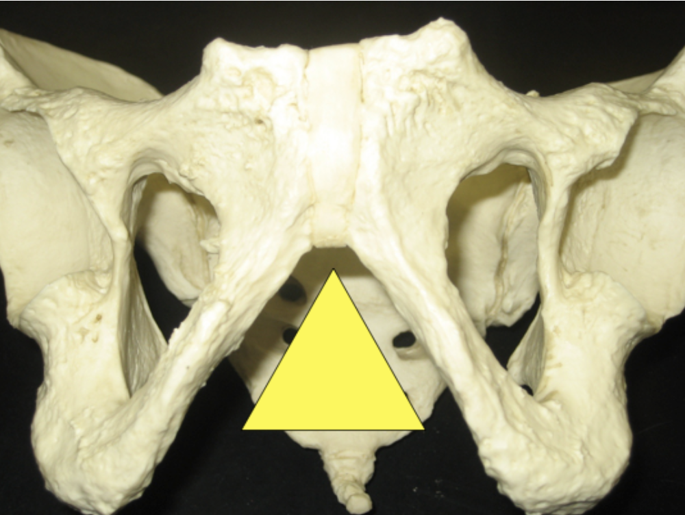 <p>male or female?</p>