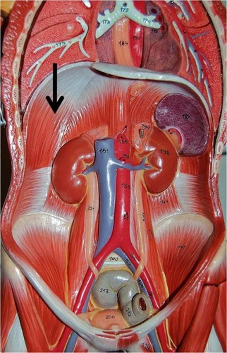 <p>Flattens on contraction increasing the volume of thorax during inspiration</p>