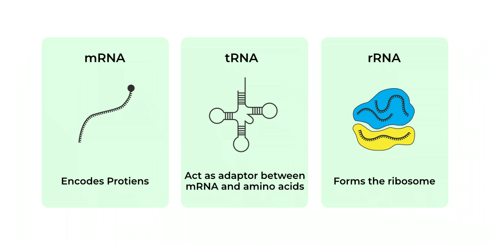 <p>Transcription - process of copying a gene's DNA sequence into messenger RNA (mRNA) inside the nucleus</p><p></p><p>***Transcription means to copy something via audio</p>