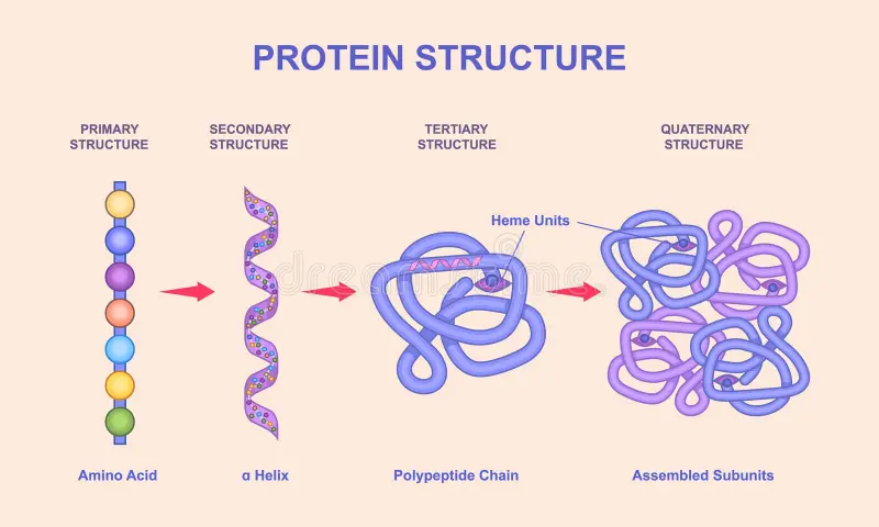 <p>Primary, secondary, tertiary, and quaternary</p>