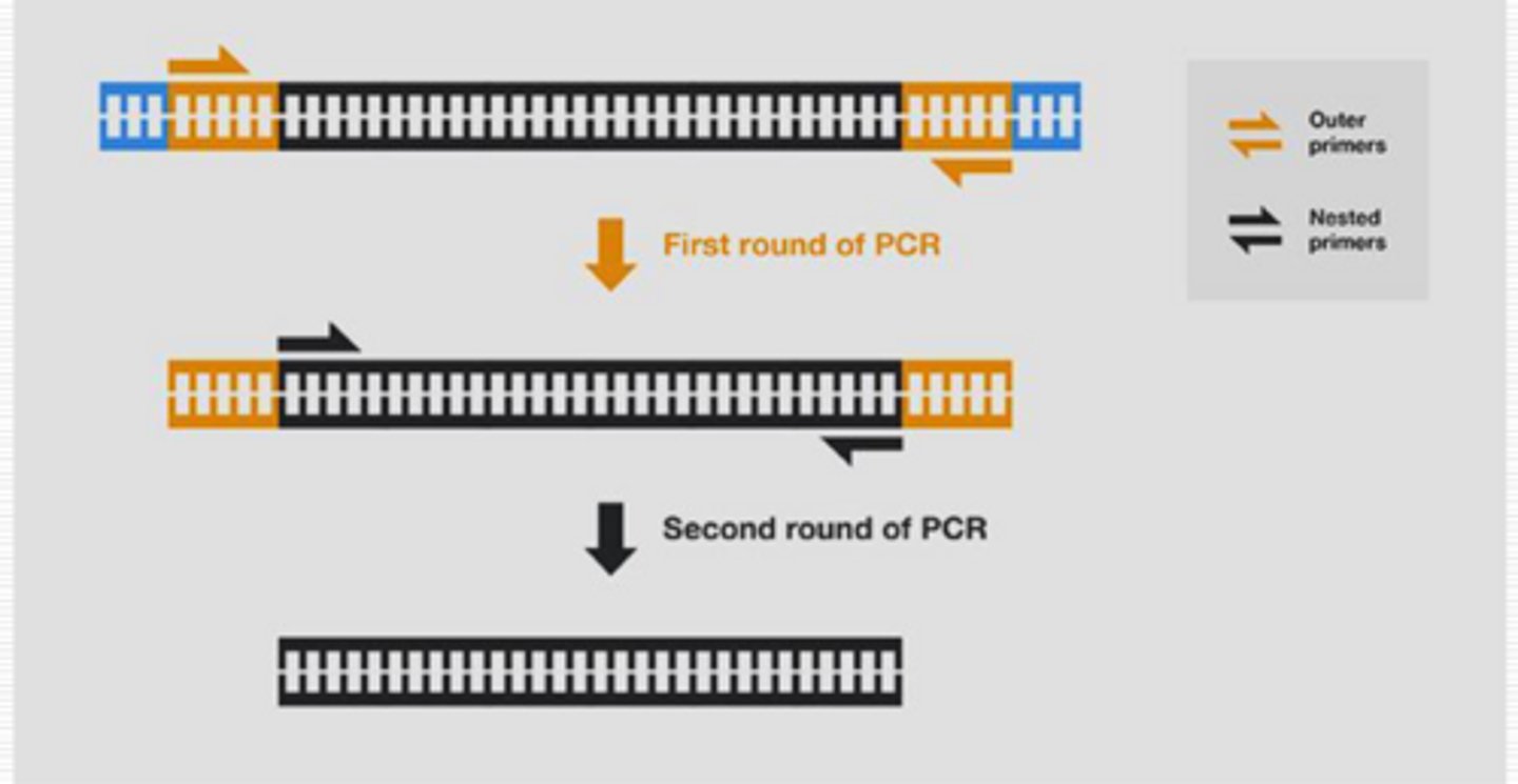 <p>2 sets of primers (larger and smaller), more specificity</p><p>- larger replicated first</p><p>- smaller used on amplified large sample</p>