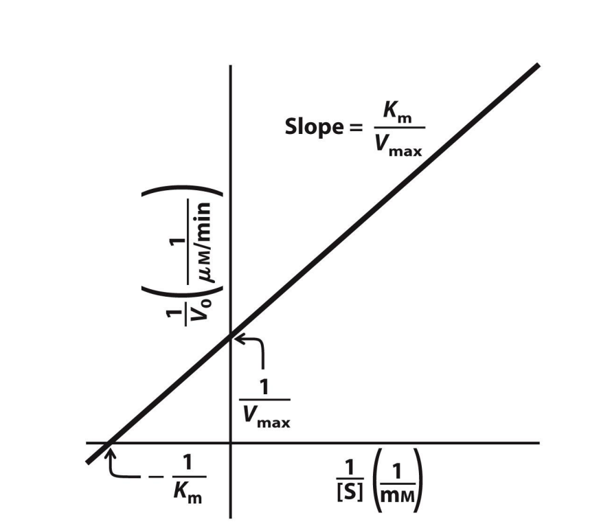 <ul><li><p>Double reciprocal plot, more technically known as a Lineweaver-Burk plot</p></li><li><p>Super useful</p></li><li><p>Y-axis intercept → 1/Vmax</p><ul><li><p><em>If the y-axis intercept value was 0.01, then V<sub>max</sub> = 1/0.01 = 100&nbsp;</em><span><em>µM per min</em></span></p></li></ul></li><li><p>X-intercept → -(1/Km)</p><ul><li><p><em>If the x-axis intercept value was -0.5, then K<sub>m</sub> = -(1/-0.5) = 2 mM</em></p></li></ul></li><li><p>Slope → Km/Vmax</p></li></ul><p>*The units are given as one OVER whatever the original units were</p>