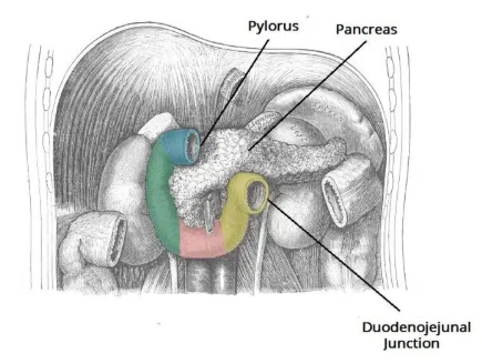 <p>What are the four parts of the duodenum?</p>