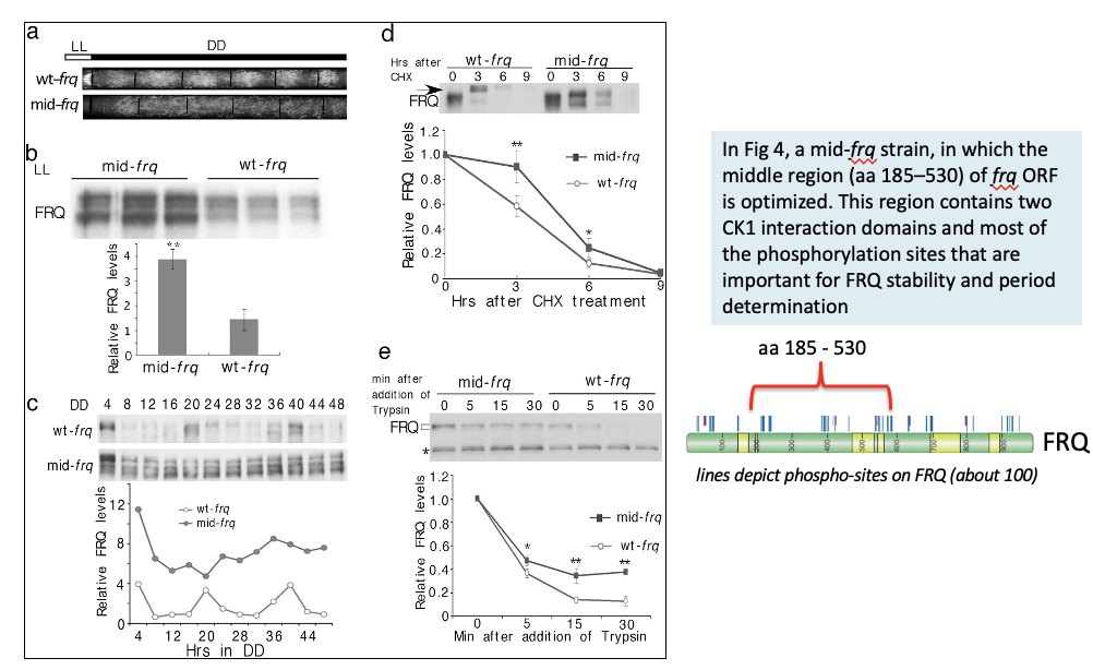 <p><span>impairs FRQ phosphorylation and stabilizes FRQ</span></p><ul><li><p><span>In Fig 4, a mid-<em>frq</em>&nbsp;strain, in which the middle region (aa 185–530) of&nbsp;<em>frq</em>&nbsp;ORF is optimized. This region contains two CK1 interaction domains and most of the phosphorylation sites that are important for FRQ stability and period determination</span></p></li></ul><p></p>