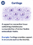 <p>A supportive connective tissue containing chondrocytes surrounded by a firm but flexible extracellular matrix. </p>
