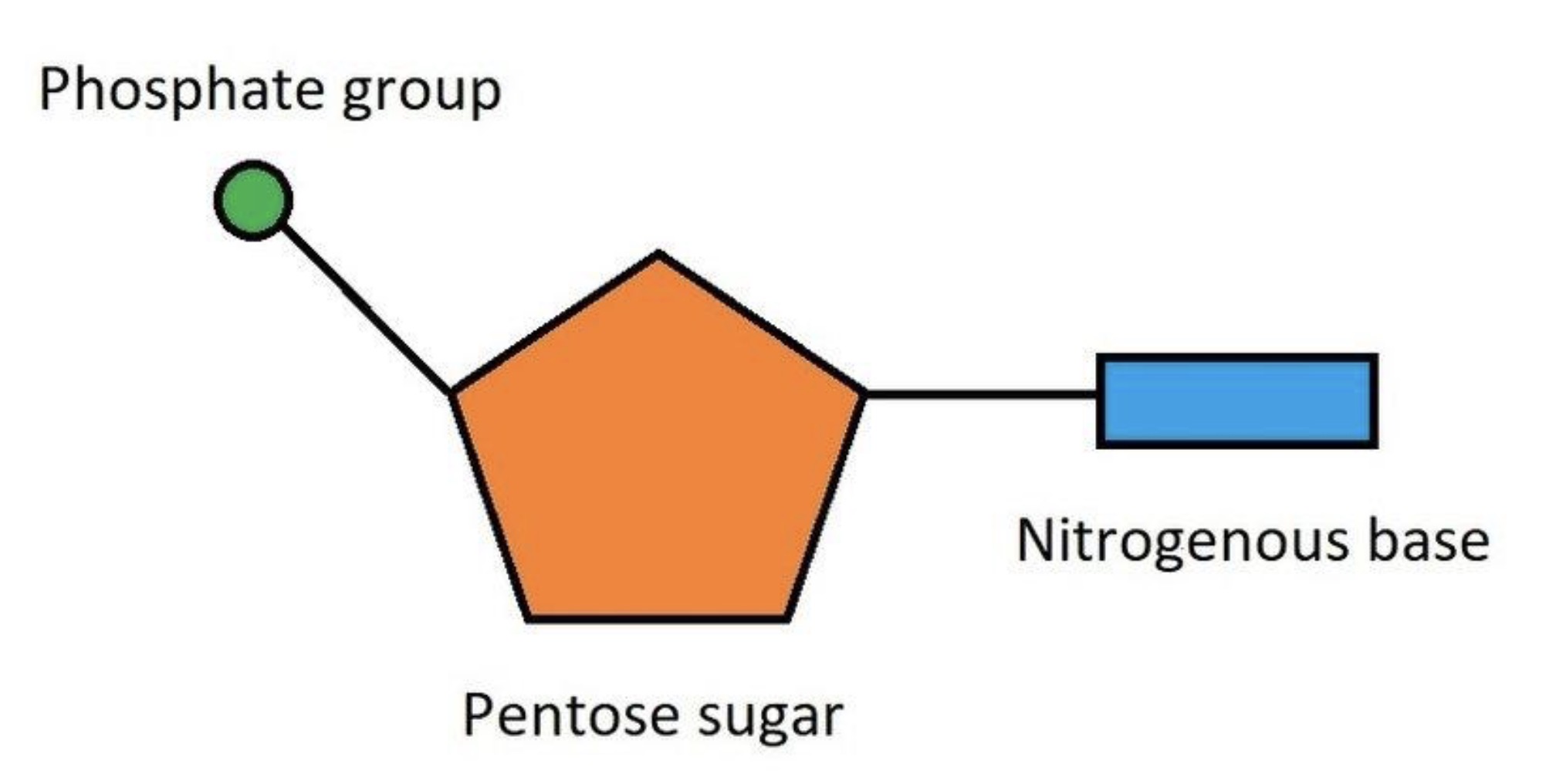 <p><span><span>What is a nucleotide?</span></span></p>