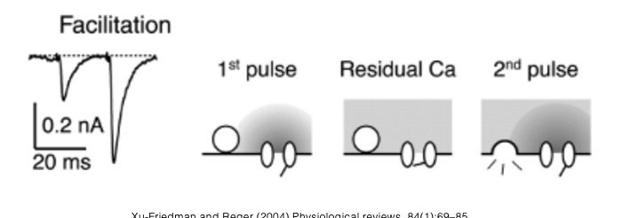<ul><li><p><span style="font-family: "Helvetica Light";">Katz and Miledi proposed that residual calcium from the first pulse remained in the presynaptic terminal for some time after the action potential.</span></p><ul><li><p><span style="font-family: "Helvetica Light";">if a second action potential arrived in the terminal, the incoming calcium would add to the calcium already present in the terminal—this became known as the <em><u>residual calcium hypothesis</u></em>.</span></p></li></ul></li></ul><p></p>