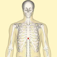 <p>The bottom point of the sternum</p>