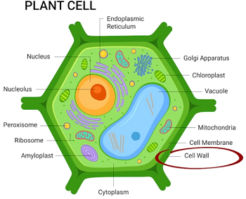 <p><span>The protective structure outside the plasma membrane</span></p><ul><li><p>A tough, rigid extracellular matrix located outside the plasma membrane that provides structural support, shape, and protection against osmotic lysis</p></li></ul><ul><li><p><span>Plant cell walls different than bacteria because they are made up of cellulose rather than peptidoglycan</span></p></li></ul><p></p>