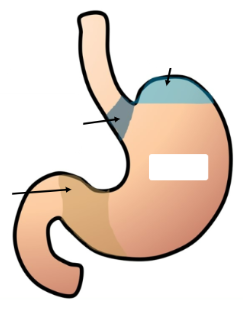 <p>Stomach <u>and</u> its anatomy (4)</p>