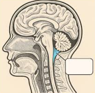 <p>Largest cistern between cerebellum and dorsal surface of medulla oblongata at and above the level of the foramen magnum</p>