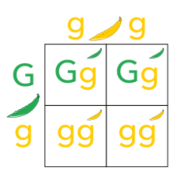 <p>Reginald C. Punnett discovered this approach in 1905</p><p>Based on Mendel’s pea plants!</p><p>Used to determine the probability of offspring from two parents having a certain genotype</p><p>Monohybrid Cross: a cross that involves only one trait</p>