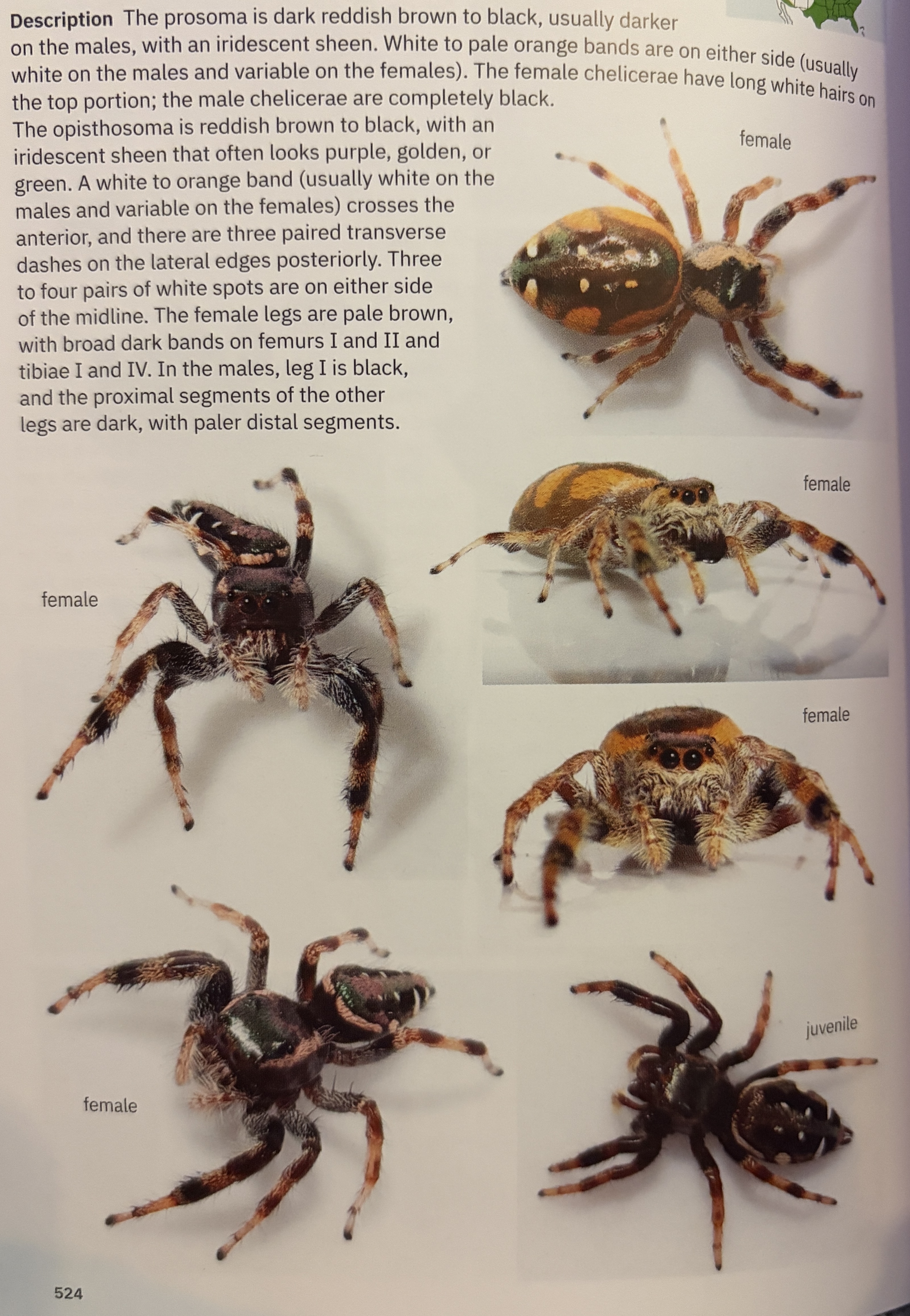 <p>Paraphidippus aurantius - “emerald jumper”</p><p>family: Salticidae</p>