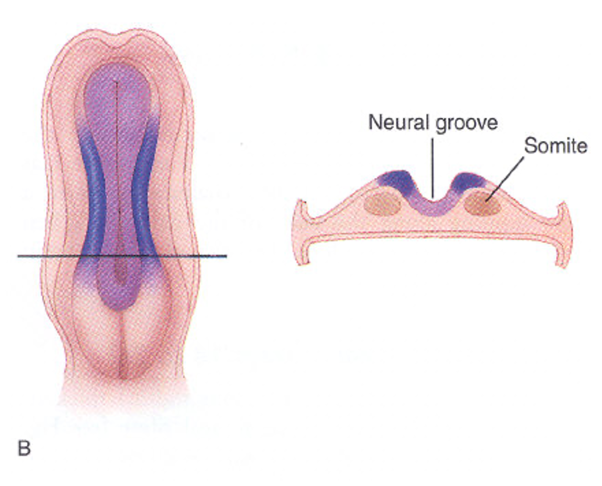 <ul><li><p>the neural plate buckles in the middle to form the neural groove</p></li><li><p>the sides of the groove (the folds) come up and bend toward each other; eventually they fuse at midline</p></li><li><p>somites appear and develop <u>along</u> the neural tube</p></li></ul><p></p>