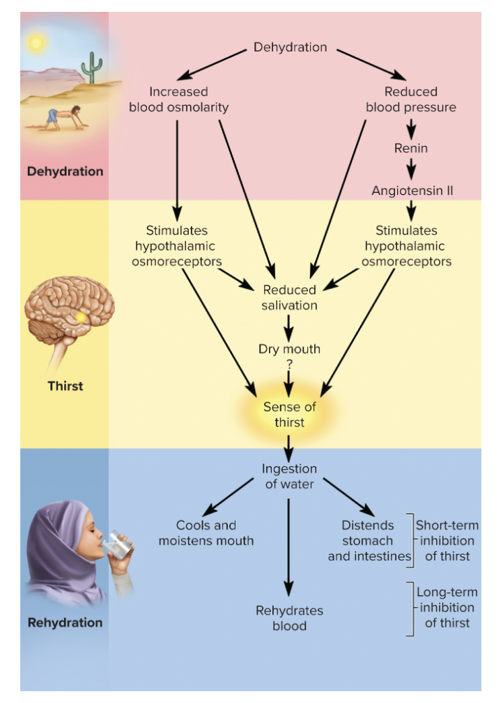<p>absorbing water from small intestine and lowering blood osmolarity </p><ul><li><p>reduced osmolarity stops the osmoreceptor response, promotes capillary filtration, and makes saliva more abundant and watery</p></li></ul><p></p>