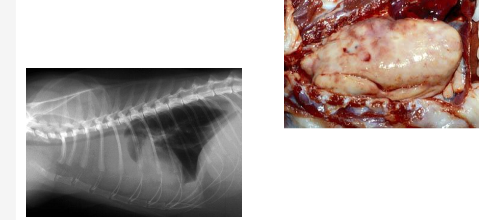 <ul><li><p>neoplasia of thymic kymphocytes</p></li><li><p>associated with FeLV infection</p></li><li><p>anorexia, weight loss, dyspnoea</p></li></ul><p></p>