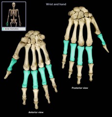 <p>the phalanges closest to the wrist</p>
