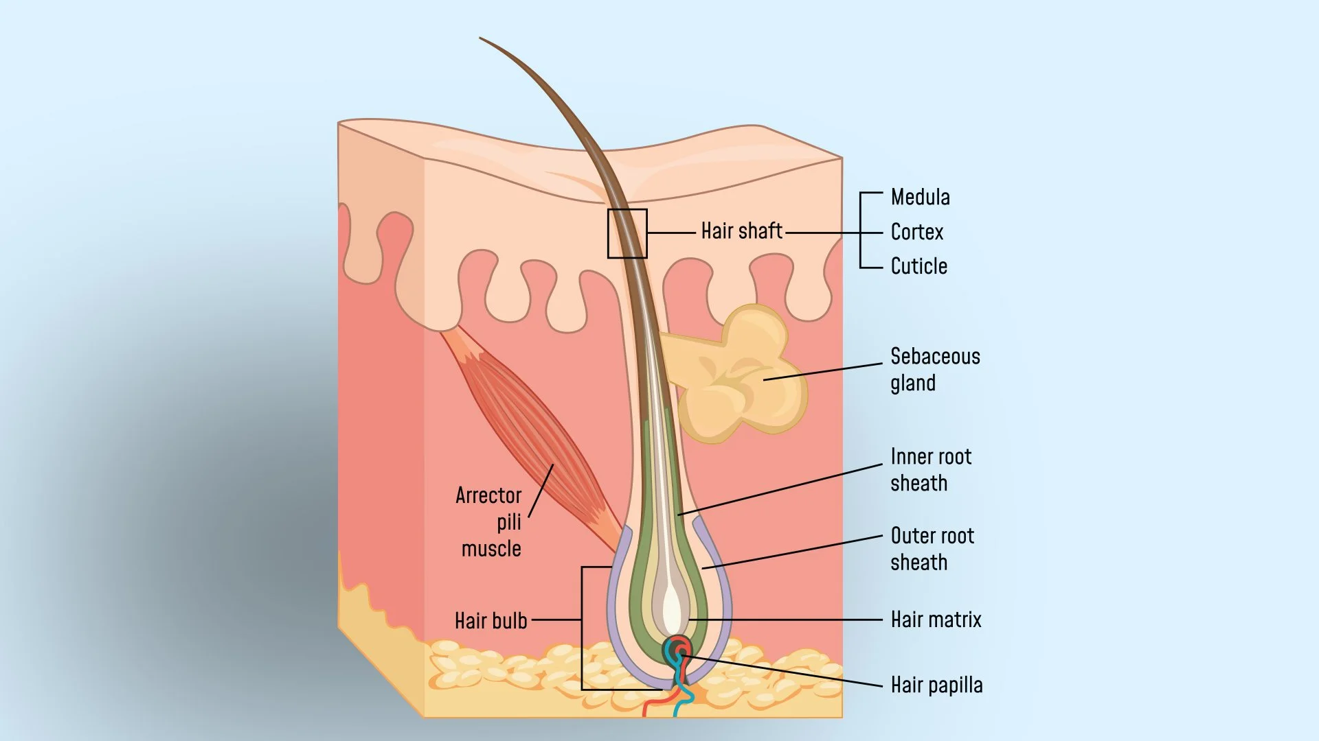<p>External Root Sheath</p>