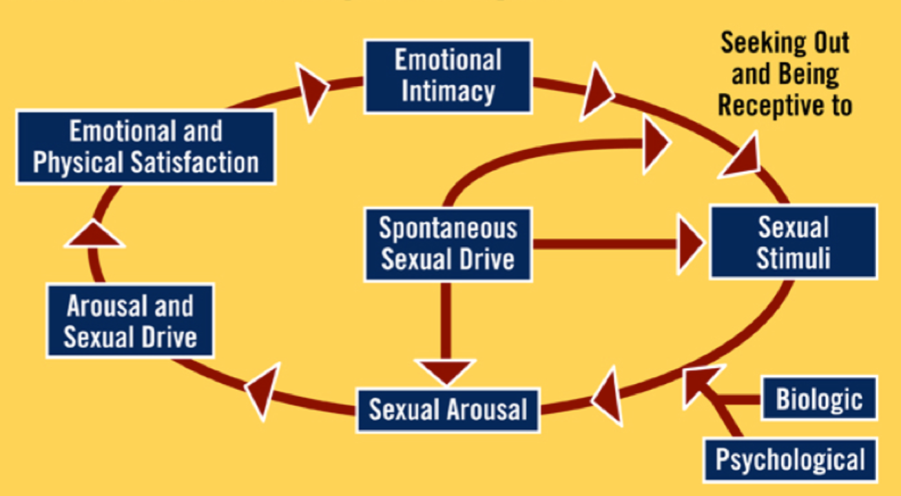 <p>ppl can enter the cycle at various points, reflecting the fact that desire sometimes precedes arousal, and sometimes arousal comes first</p><ul><li><p>aka, sexual response isn’t perfectly linear w definitive start and end points</p></li></ul><p>goal is personal satisfaction, which can be physical (orgasm) or emotional (feelings of intimacy and closeness)</p>