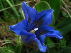 <p>blue</p>
