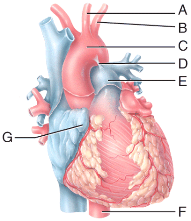 <p><span>Which labeled blood vessel in the diagram is an artery carrying deoxygenated blood?</span><br></p>
