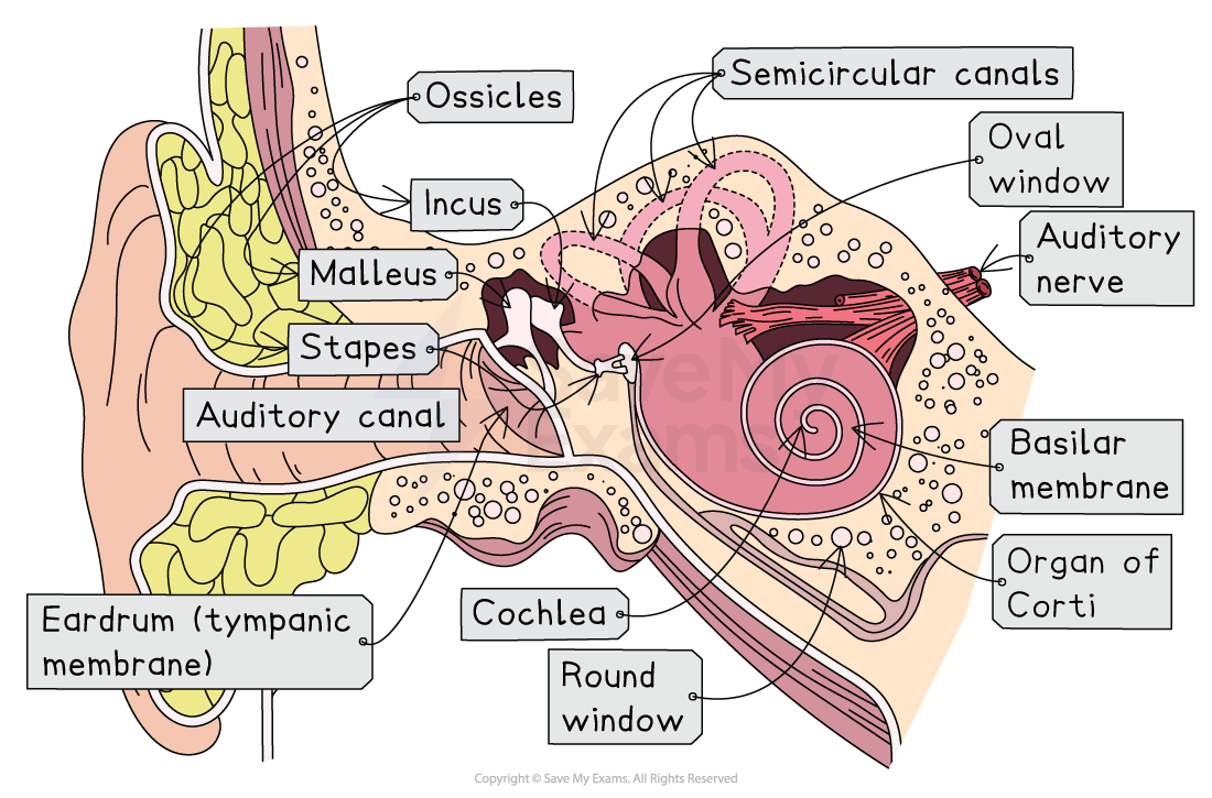 <p>Malleus</p>