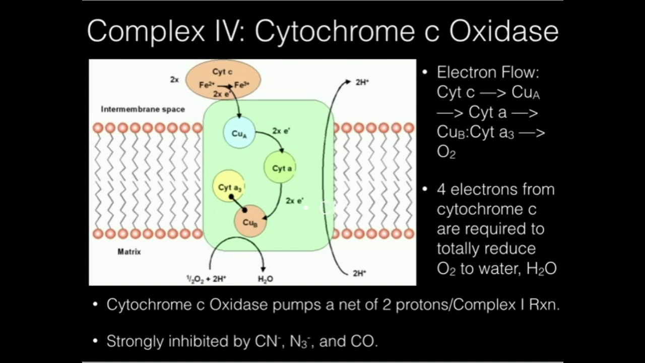 <p>D. Cytochrome c oxidase.</p>