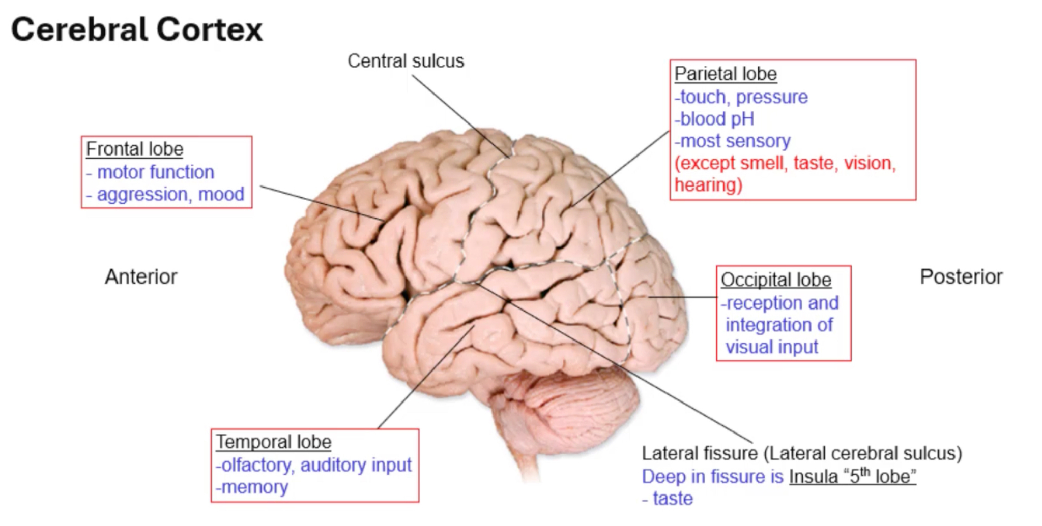 <ul><li><p>Involved in sense of smell or olfactory sense </p></li><li><p>auditory interpretation </p></li><li><p>forming + accesing memories </p></li></ul><p></p>
