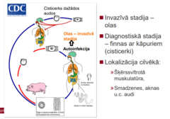 <p>- cilvēks ir starpsaimnieks</p><p>- invadēties var pa taisno ar olām (fekālais piesārņojums) + tad, ja neievēro higiēnas pasākumus, var invadēties pats no sevis (olas var nonākt cilvēka organismā) -> tāpēc tenioze jāārstē, lai novērstu iespējamību, ka tā komplicēsies par cisticerkozi</p><p>- olas izšķeļas tievajās zarnās </p><p>- ar asinsstraumi tiek nogādātas dažādās lokalizācijās</p>