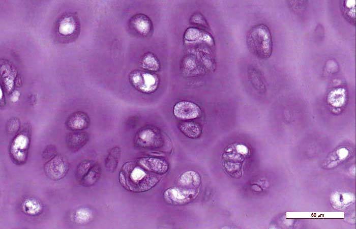 <p>Identifica el tejido</p>