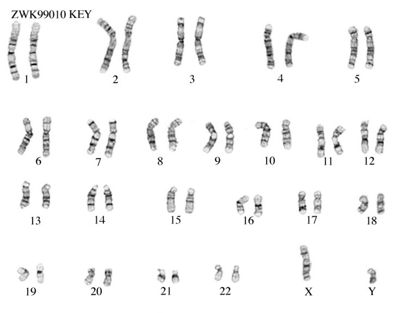 <p>How many pairs of chromosomes do humans have?</p><p>(egg and sperm cell)</p>