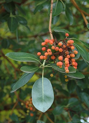 <p>Pacific Madrone</p>