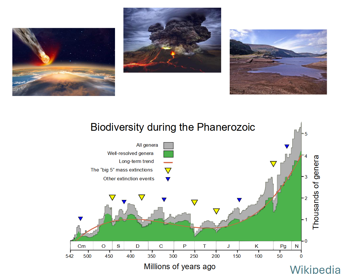 <ul><li><p><span>Over the course of Earth's history, organisms have experienced large-scale, global die-offs</span></p></li><li><p><span>When A LOT of species die out in a short time</span></p><ul><li><p><span>>50% of species</span></p></li><li><p><span>1-2 million years</span></p></li></ul></li><li><p><span>Wipe species out more or less at random</span></p></li><li><p><span>Caused by extremely unusual, short-term environmental changes</span></p></li></ul><p></p>