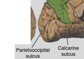 <p>Parietooccipital sulcus</p>