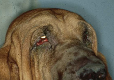 <p>What condition refers to eversion of the eyelid margin, and is standard in basset hounds, saint bernards, bloodhounds, and many spaniels? It is only treated surgically if there is keratitis and conjunctivitis.</p>