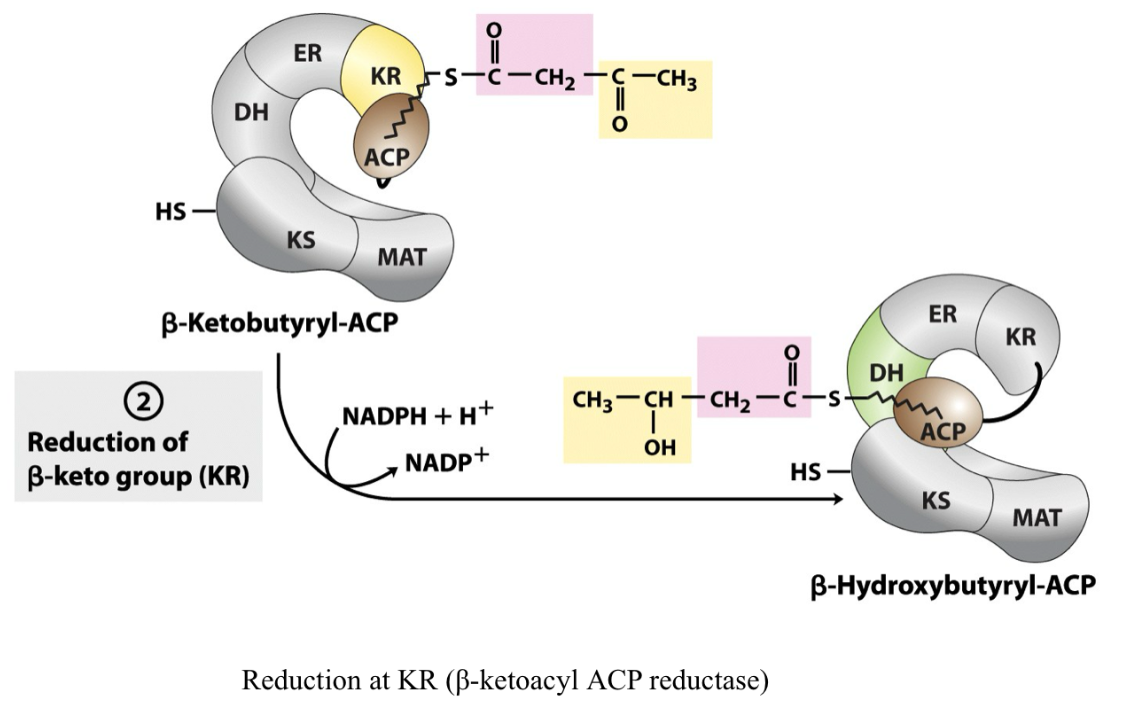 <p>ACP arm moves to KR (ketoacyl ACP reductase) active site, beta C3 reduced to form beta hydroxylacyl ACP (e donor NADPH) </p>