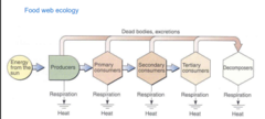 <p>Energy enters the ecosystem through radiant light, Producers use the sunlight (some is lost as respiration). </p><p>Whatever is left over can be consumed by Primary Consumers, and whatever is left (some lost in respiration) by the primaries can be consumed by the Secondary Consumers, and whatever is left by the secondary (some lost in respiration) can be consumed by the Tertiary Consumers.</p><p>Only 10% of energy moves up each level (that is why some food chains are so small)...so much of it is lost in respiration.</p>