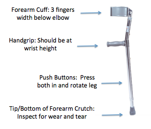 <p>How should Lofstrand crutches be positioned?</p>