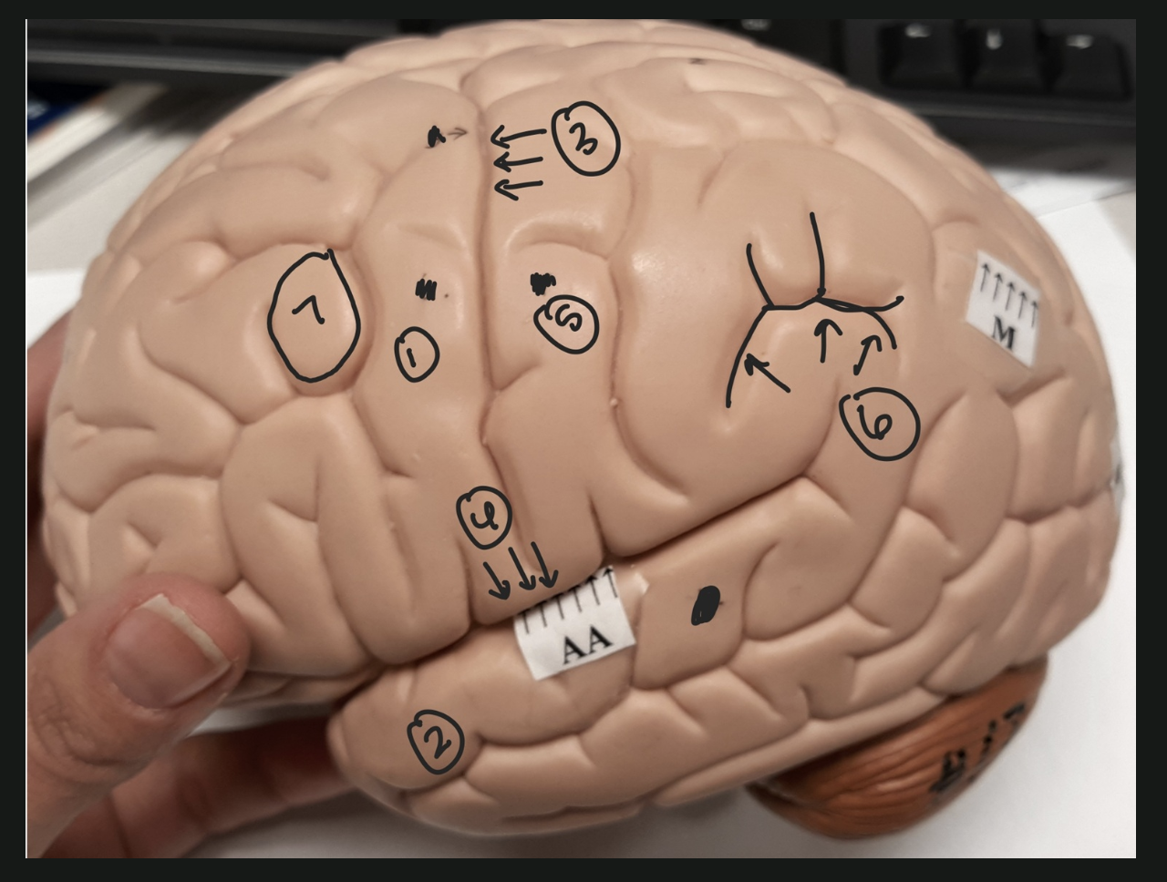 <p>(TOP OF THE BRAIN) What is 6 and 7?</p>