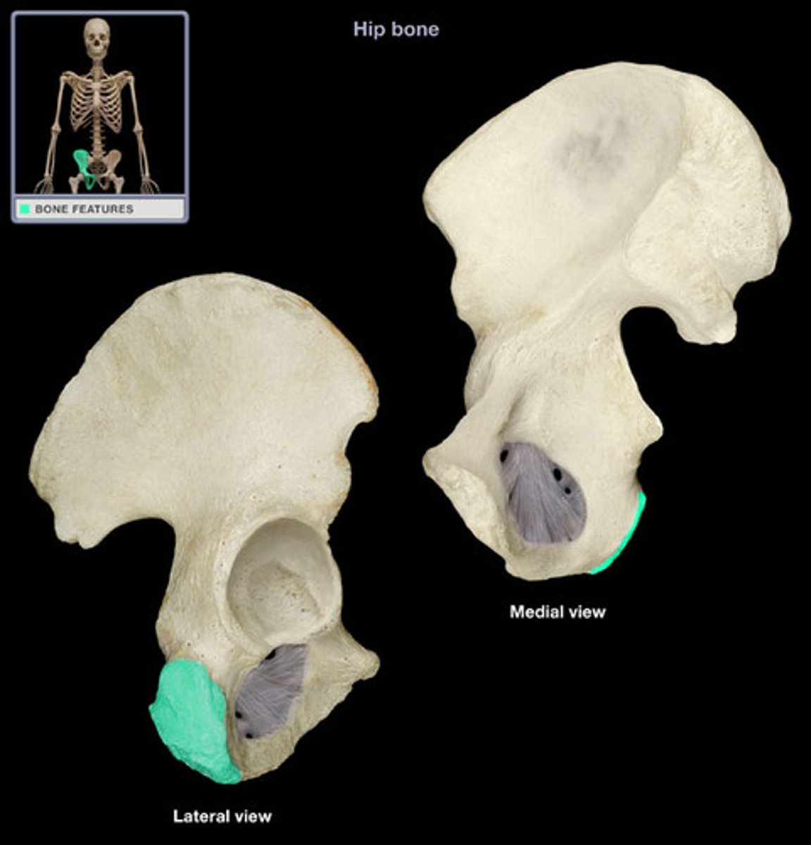 <p>pelvis - lateral</p>