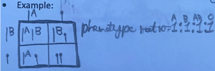 <p>(Refer to image)</p>