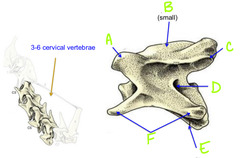<p>C</p>
