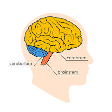 <p>The Cerebellum (2)</p>