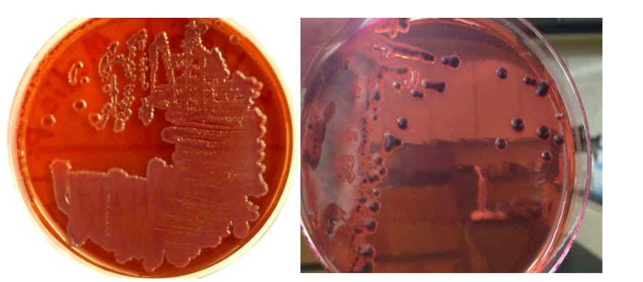 <p>What is this </p>