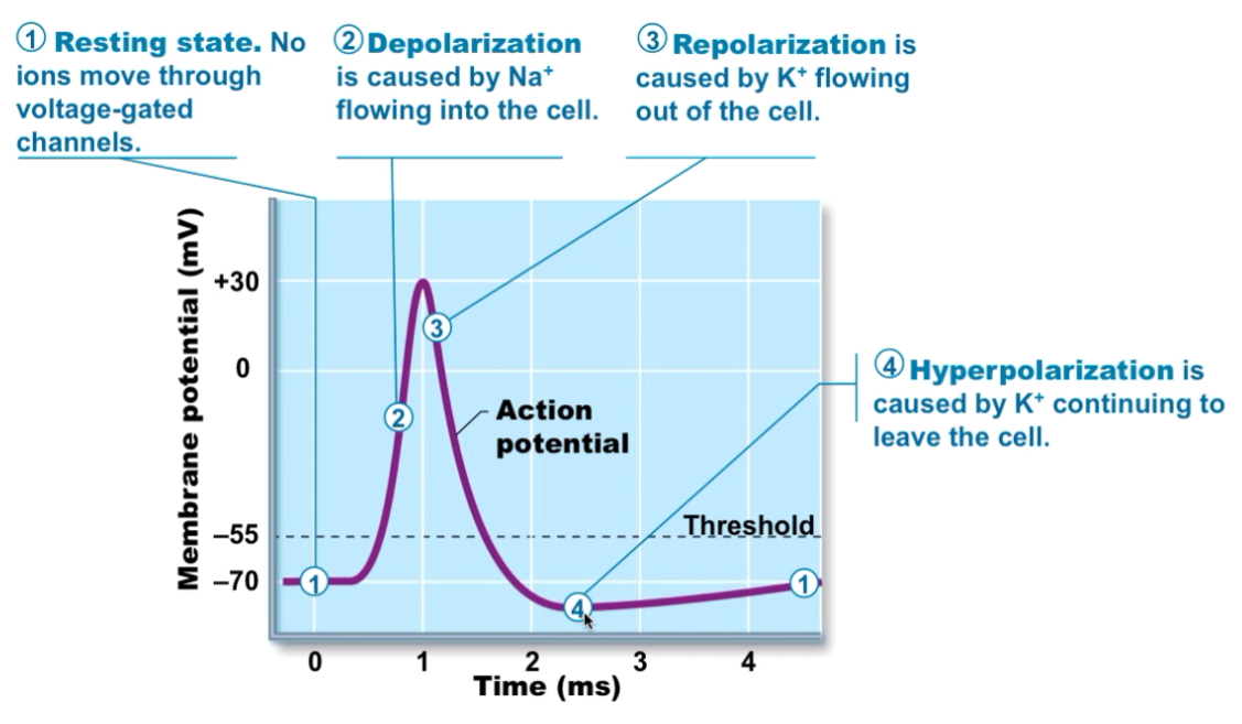 <ol type="1"><li><p>Resting state (no ion movement = -70mV)</p></li><li><p>Depolarization (sodium rushes in, potassium channels remain closed)</p><ol type="a"><li><p>Becomes more positive</p></li></ol></li><li><p>Repolarization (sodium channel closes, potassium channel opens)</p><ol type="a"><li><p>Becomes more negative</p></li></ol></li><li><p>Hyperpolarization (continued outflow of potassium, below -70mV))</p></li></ol><p></p>