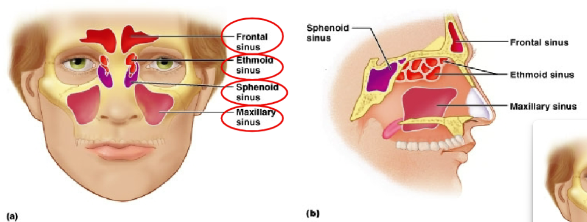 <p>a) Frontal</p><p>b) Sphenoidal</p><p>c) Ethmoidal</p><p>d) Maxillary</p>