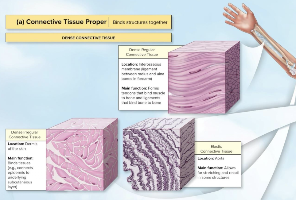 <p>Proper Dense Elastic Connective Tissue</p>