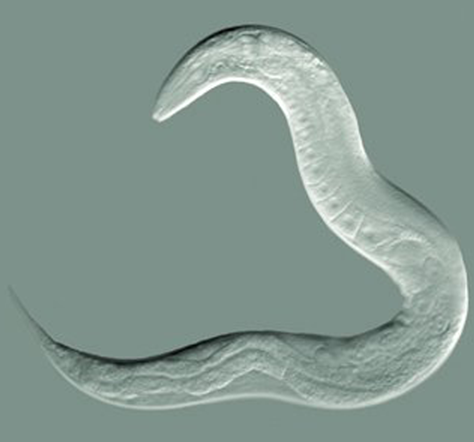 <p>a type of light microscope, used for unstained tissue/samples in which you want to observe structures</p>