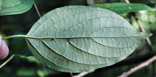 <p><span style="background-color: transparent;">a specialized variation of pinnate venation where secondary veins curve upward and run roughly parallel to the leaf margin as they move toward the tip; </span><mark data-color="#ffffff" style="background-color: rgb(255, 255, 255); color: inherit;">sweep upward to follow the curved shape of the leaf margin rather than going straight to the edge</mark></p>